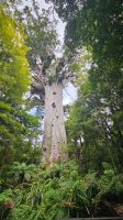 Tane Mahuta &ndash; &copy; Valentin Meyer-Plath (Eberhardt TRAVEL)