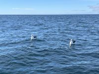 Albatrosse &ndash; &copy; Valentin Meyer-Plath (Eberhardt TRAVEL)