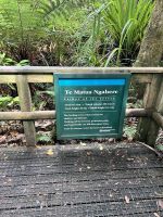 2. größter Kauri &ndash; &copy; Andy Nguyen (Eberhardt TRAVEL)