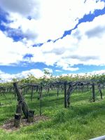 Kiwi Plantage &ndash; &copy; Andy Nguyen (Eberhardt TRAVEL)