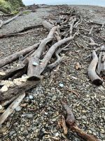Kapiti Island &ndash; &copy; Andy Nguyen (Eberhardt TRAVEL)