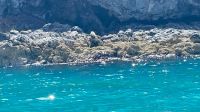 Hector Delfin Ausflug &ndash; &copy; Andy Nguyen (Eberhardt TRAVEL)