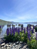 Lupinen &ndash; &copy; Andy Nguyen (Eberhardt TRAVEL)