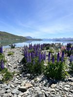 Lupinen &ndash; &copy; Andy Nguyen (Eberhardt TRAVEL)