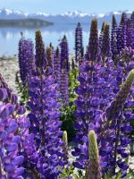 Lupinen &ndash; &copy; Andy Nguyen (Eberhardt TRAVEL)