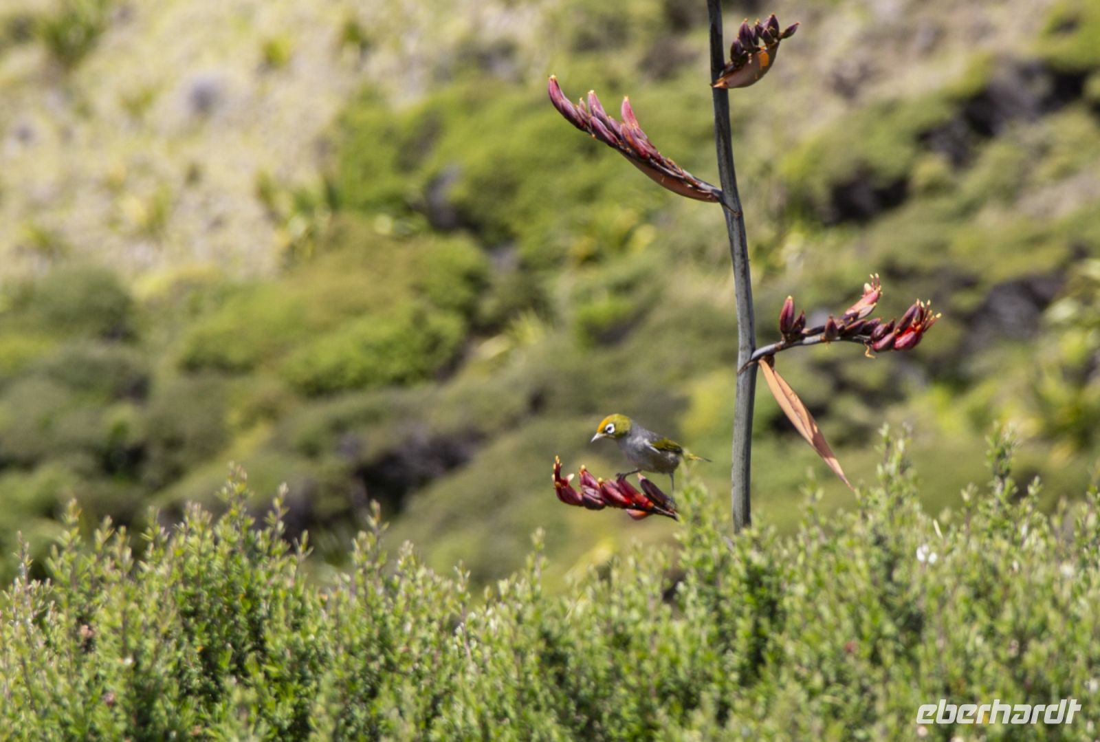 114 - Cap Reinga &ndash; &copy; Vivien Fiedler (Eberhardt TRAVEL)