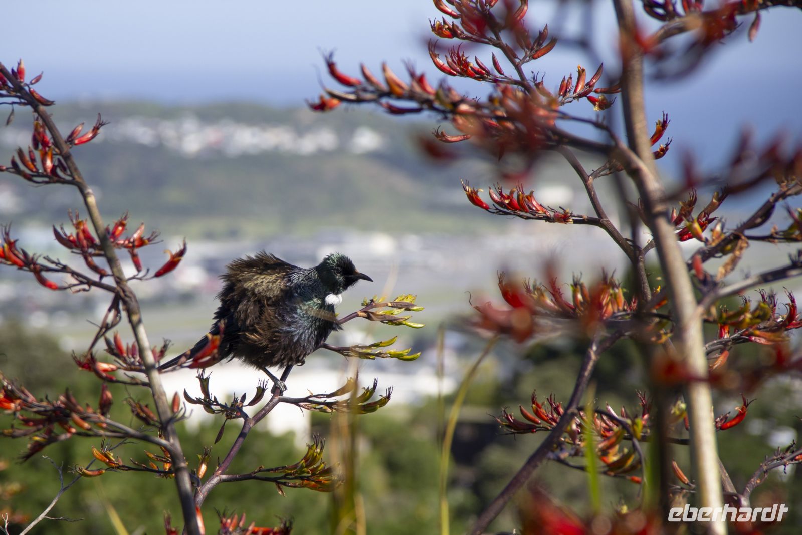 190 - Wellington &ndash; &copy; Vivien Fiedler (Eberhardt TRAVEL)