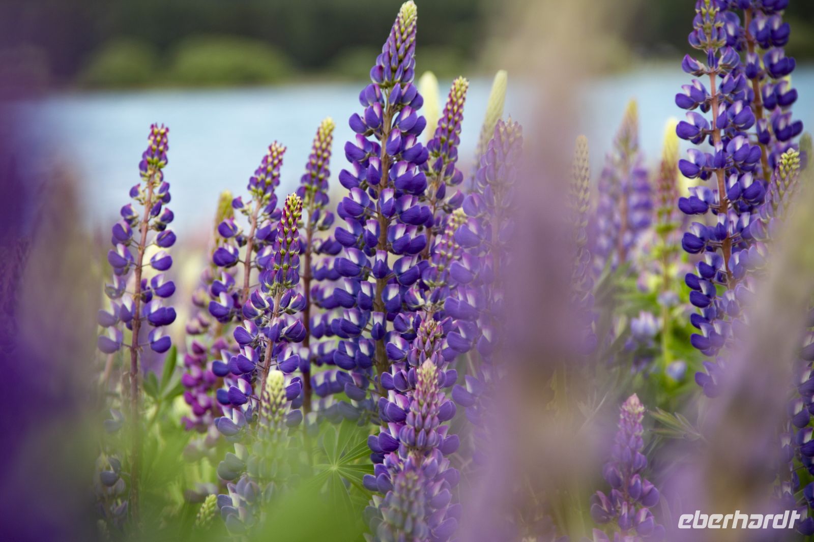 233 - Lake Tekapo &ndash; &copy; Vivien Fiedler (Eberhardt TRAVEL)