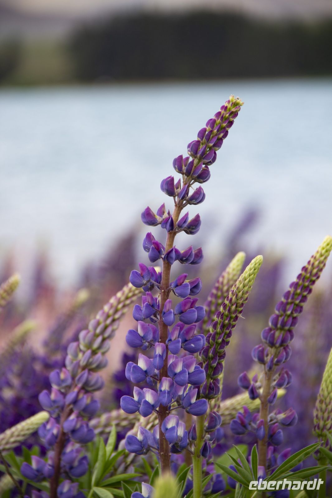 234 - Lake Tekapo &ndash; &copy; Vivien Fiedler (Eberhardt TRAVEL)