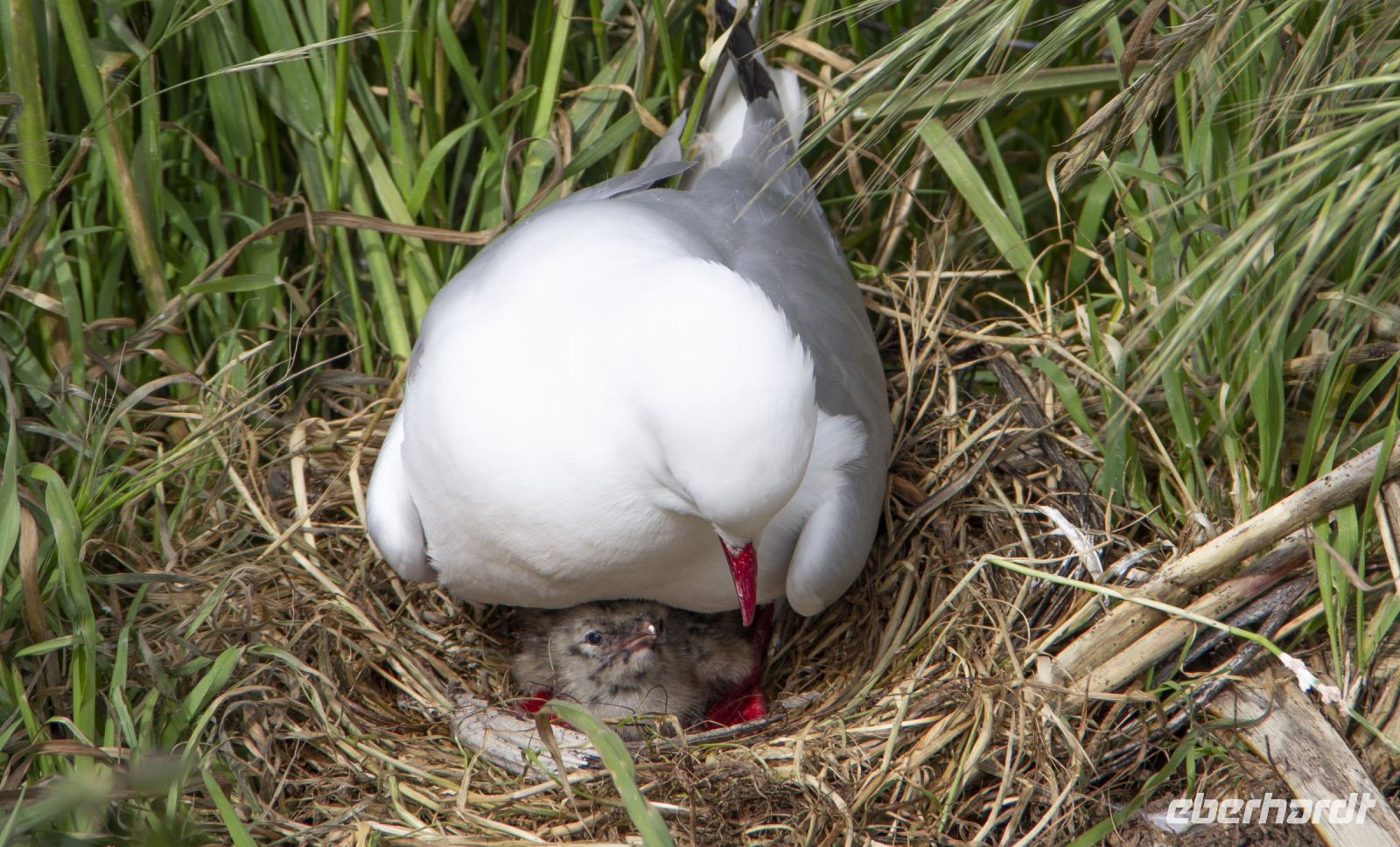 262 - Royal Albatross Colony &ndash; &copy; Vivien Fiedler (Eberhardt TRAVEL)
