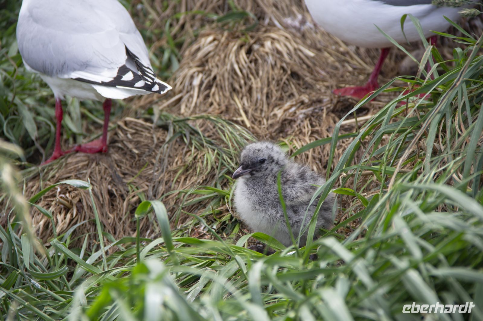263 - Royal Albatross Colony &ndash; &copy; Vivien Fiedler (Eberhardt TRAVEL)