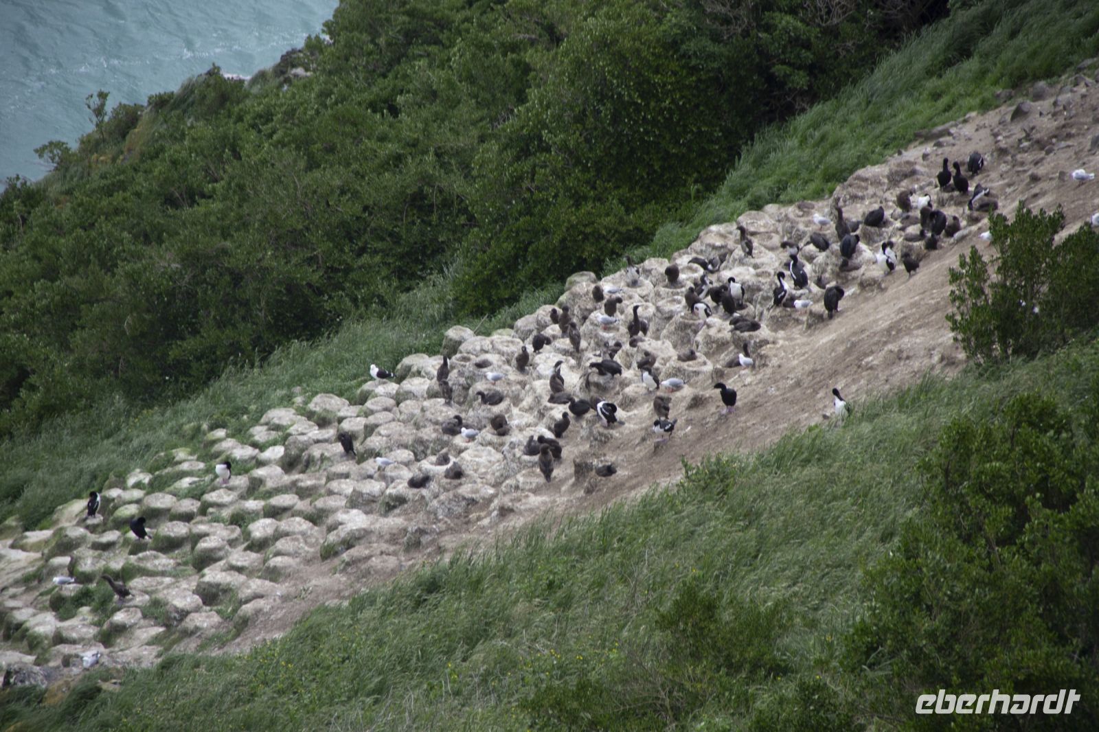 266 - Royal Albatross Colony &ndash; &copy; Vivien Fiedler (Eberhardt TRAVEL)