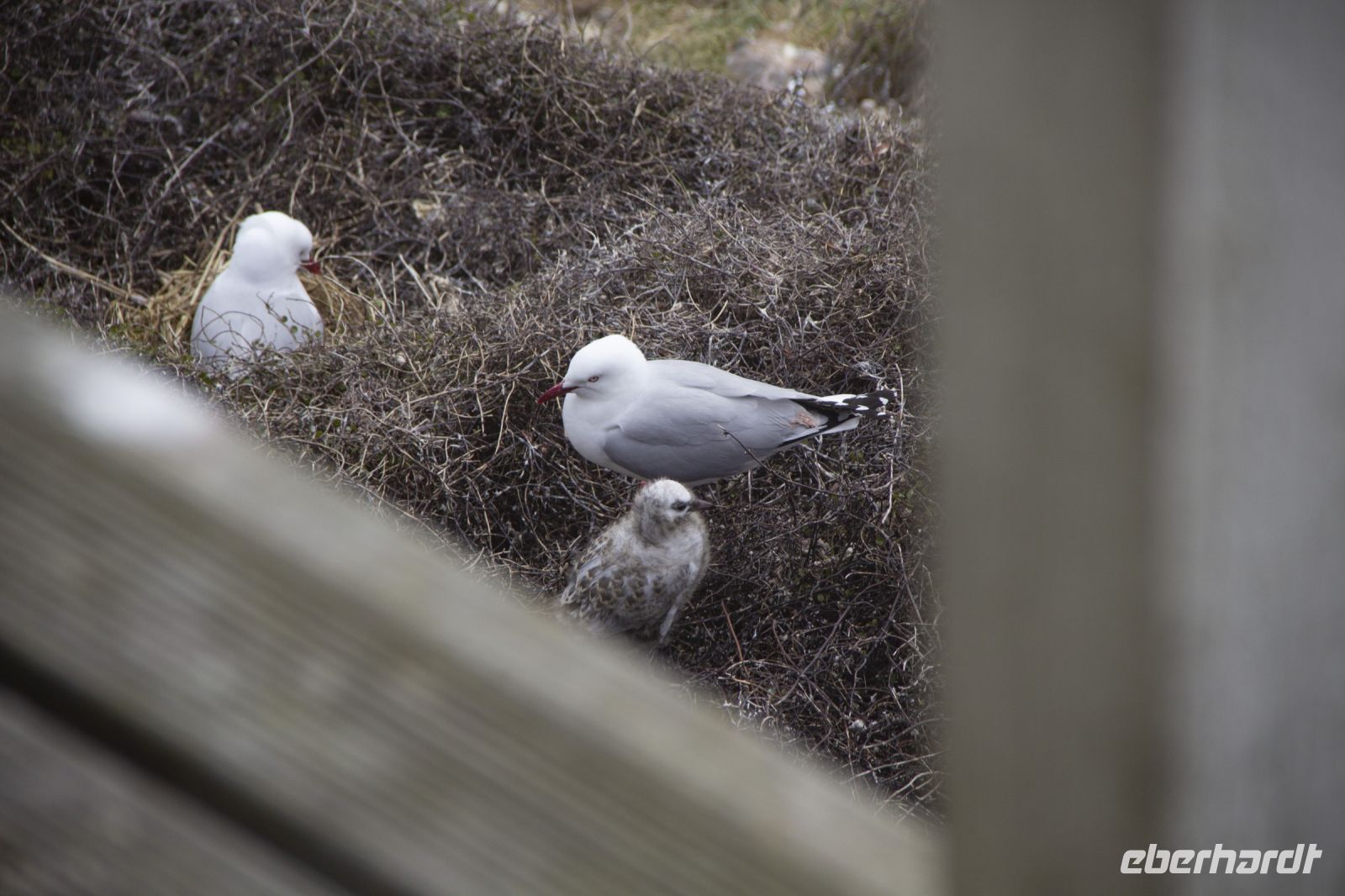 268 - Royal Albatross Colony &ndash; &copy; Vivien Fiedler (Eberhardt TRAVEL)