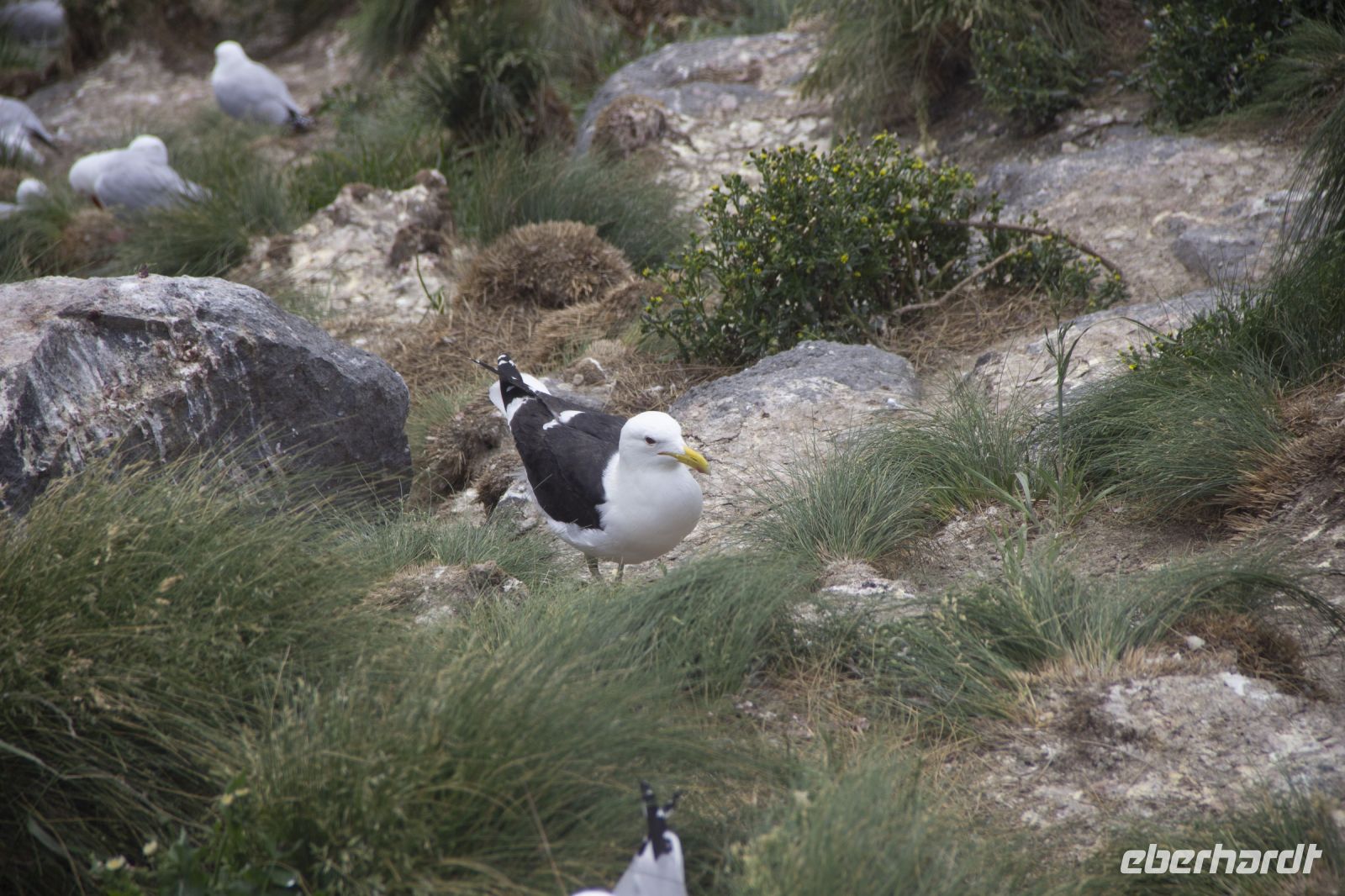 269 - Royal Albatross Colony &ndash; &copy; Vivien Fiedler (Eberhardt TRAVEL)