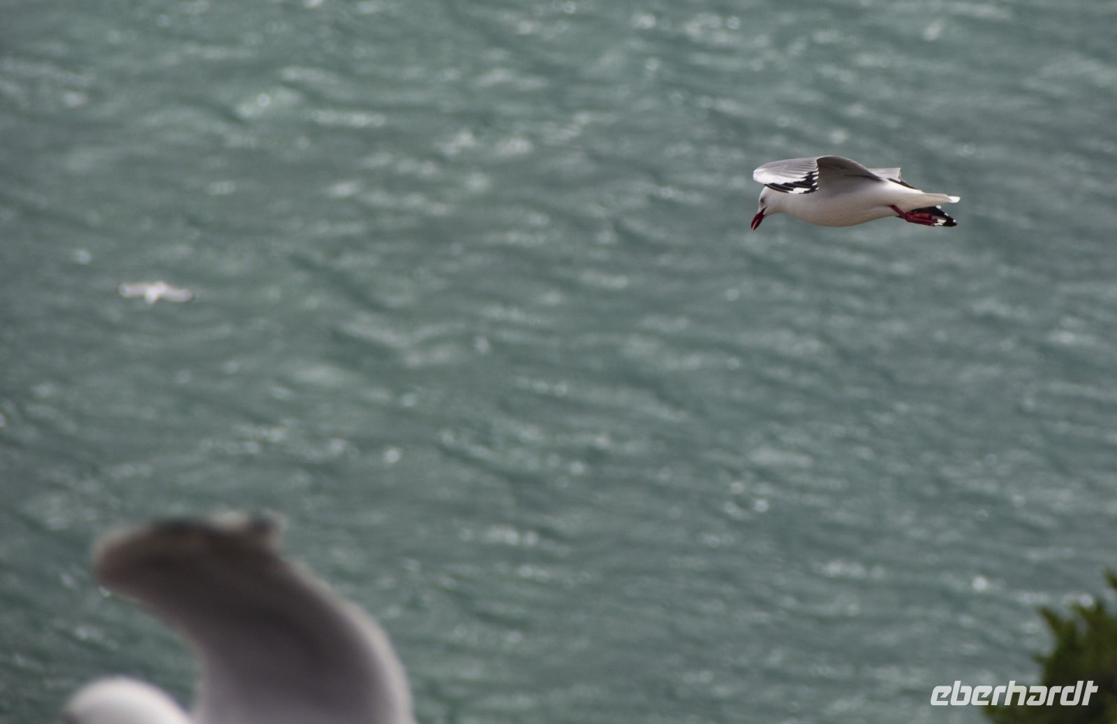 270 - Royal Albatross Colony &ndash; &copy; Vivien Fiedler (Eberhardt TRAVEL)