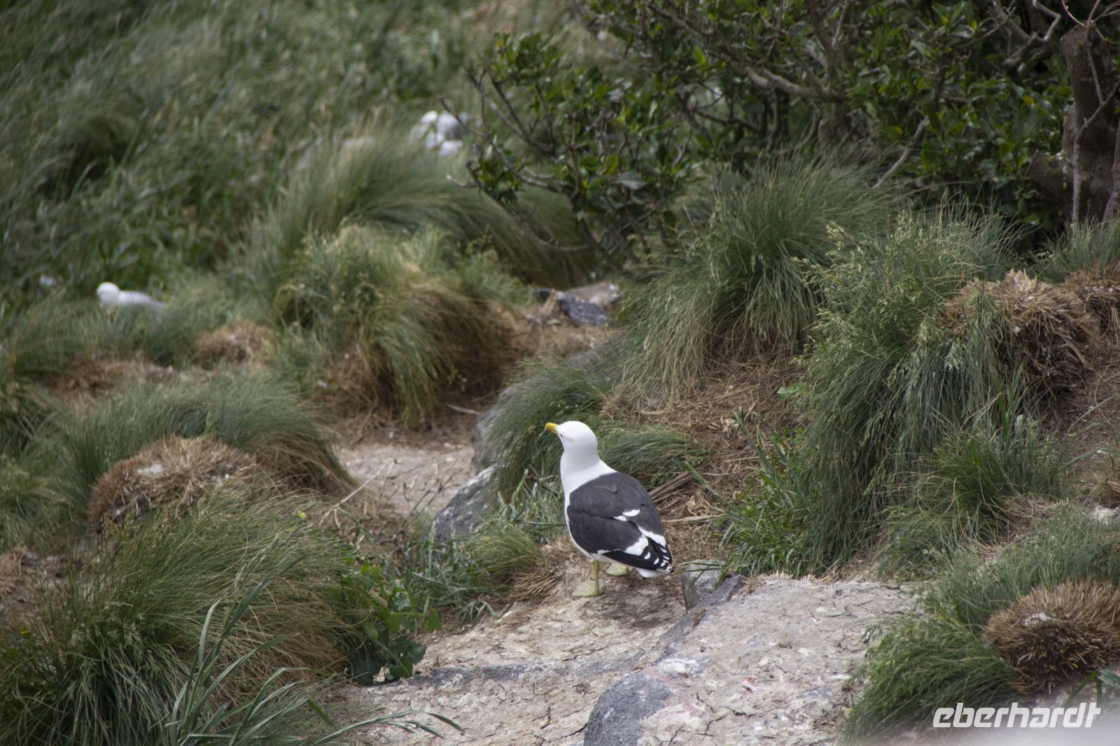 273 - Royal Albatross Colony &ndash; &copy; Vivien Fiedler (Eberhardt TRAVEL)