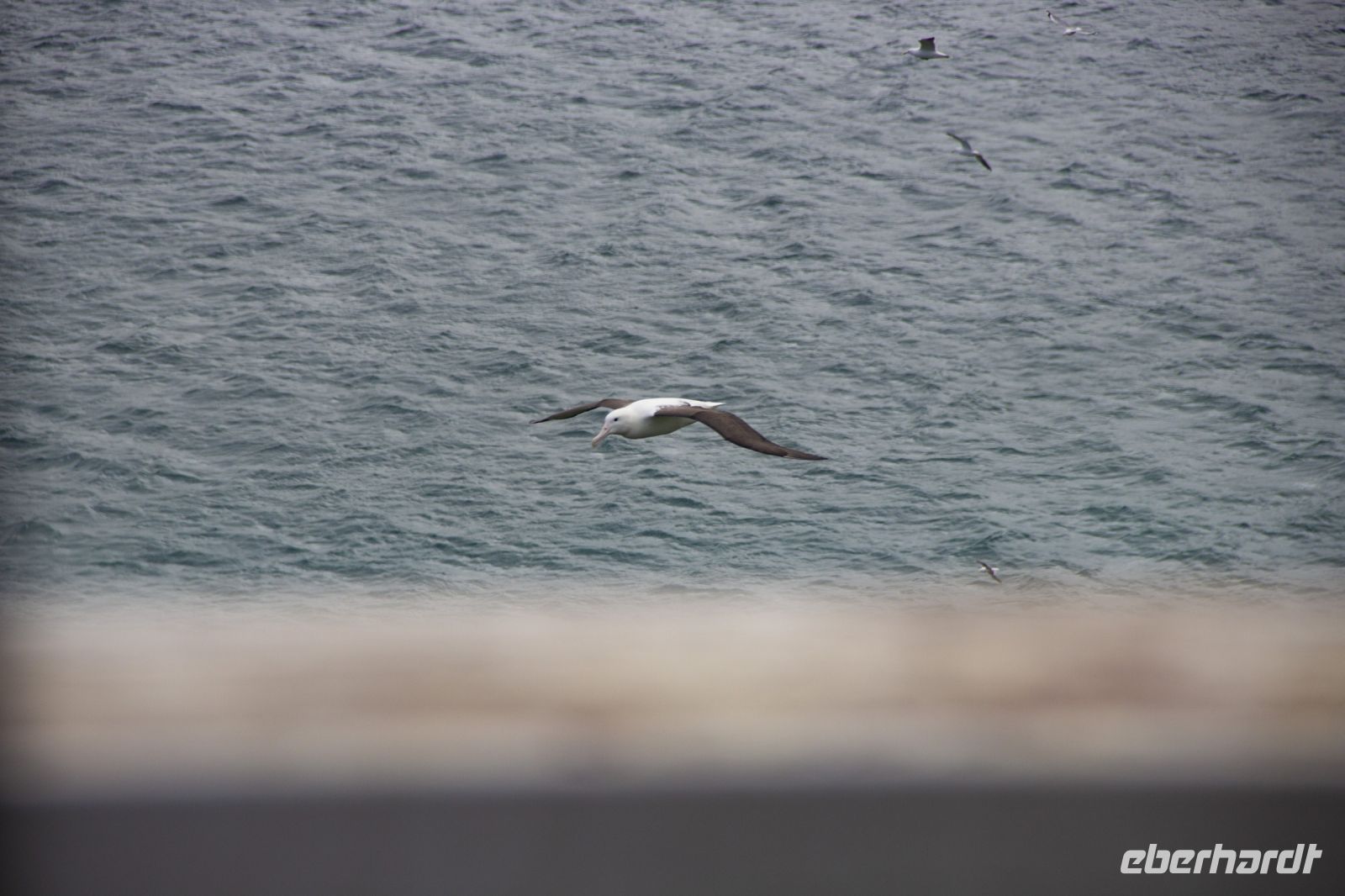 276 - Royal Albatross Colony &ndash; &copy; Vivien Fiedler (Eberhardt TRAVEL)