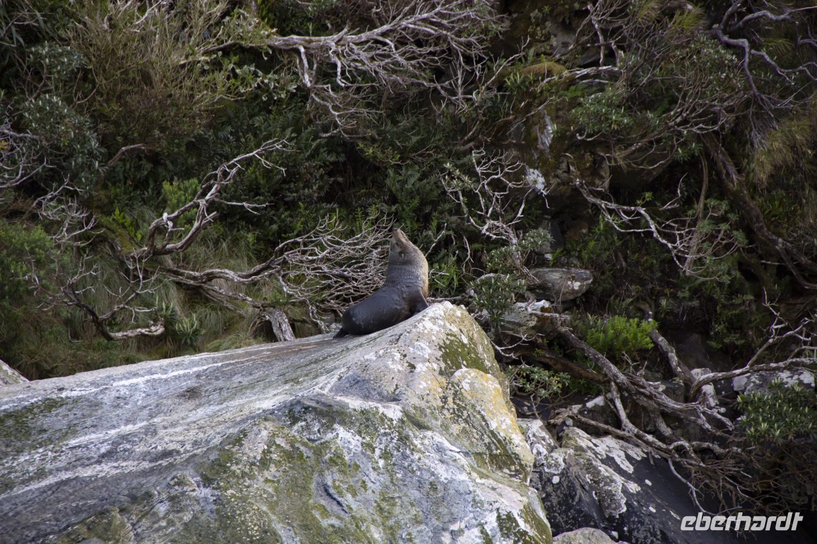 372 - Milford Sound &ndash; &copy; Vivien Fiedler (Eberhardt TRAVEL)