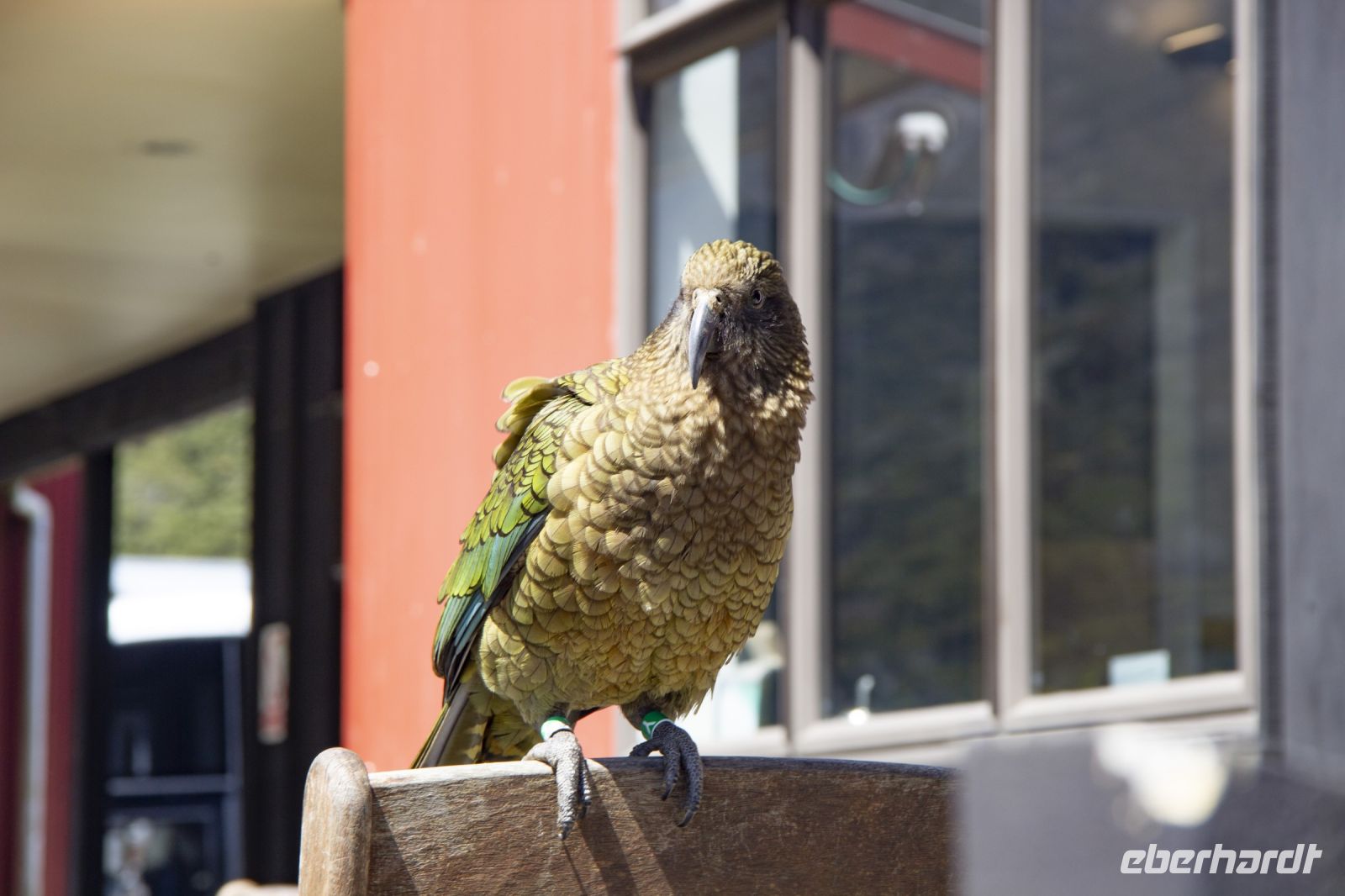 415 - Kea am Arthur Pass &ndash; &copy; Vivien Fiedler (Eberhardt TRAVEL)
