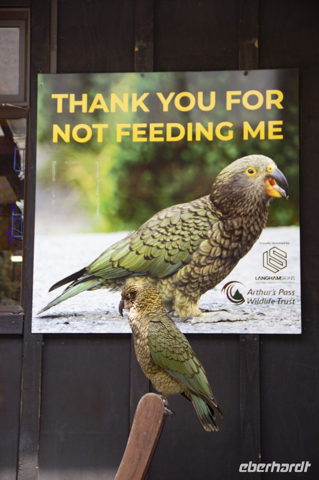 417 - Kea am Arthur Pass &ndash; &copy; Vivien Fiedler (Eberhardt TRAVEL)