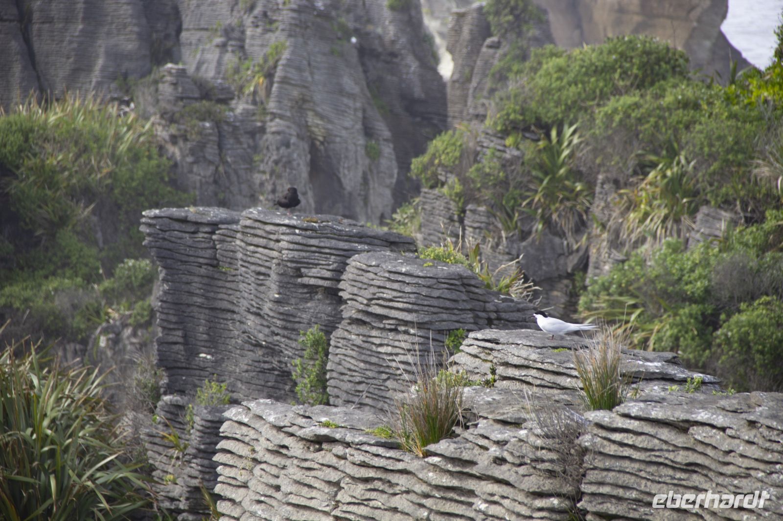 440 - Pancake Rocks &ndash; &copy; Vivien Fiedler (Eberhardt TRAVEL)