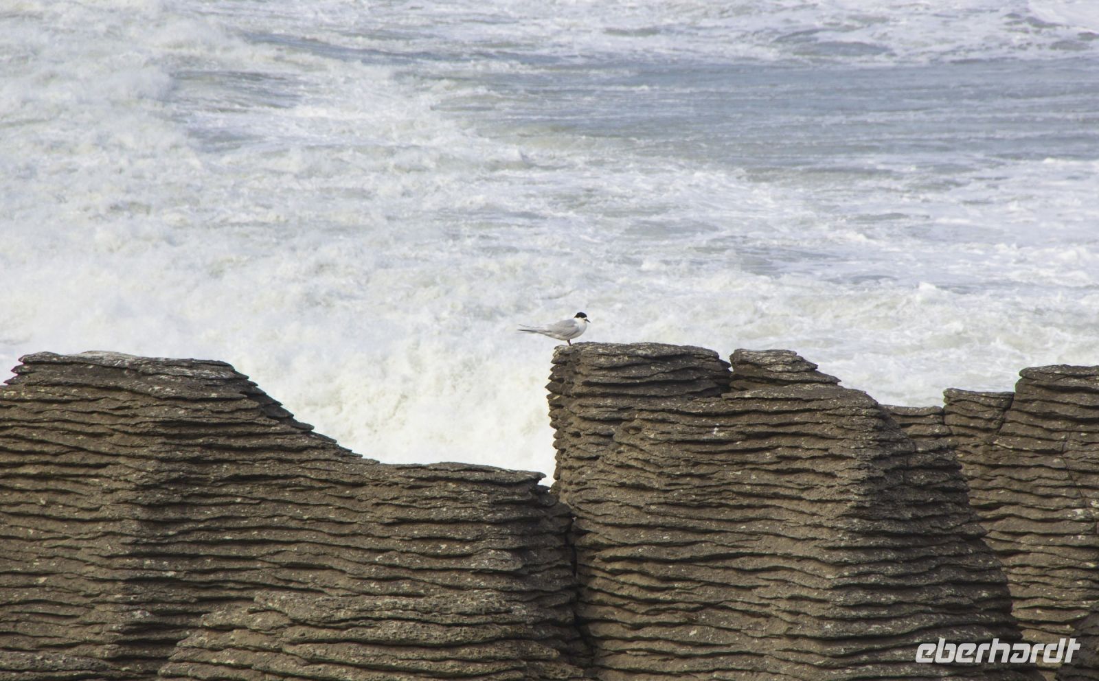 441 - Pancake Rocks &ndash; &copy; Vivien Fiedler (Eberhardt TRAVEL)