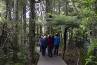 088 - Parry Kauri Park &ndash; &copy; Vivien Fiedler (Eberhardt TRAVEL)