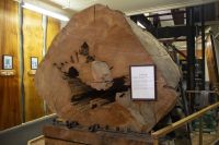 095 - Kauri Museum &ndash; &copy; Vivien Fiedler (Eberhardt TRAVEL)