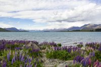 232 - Lake Tekapo &ndash; &copy; Vivien Fiedler (Eberhardt TRAVEL)