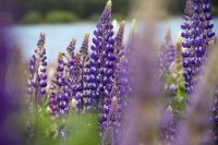 233 - Lake Tekapo &ndash; &copy; Vivien Fiedler (Eberhardt TRAVEL)