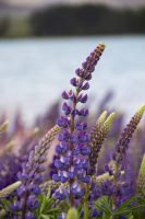 234 - Lake Tekapo &ndash; &copy; Vivien Fiedler (Eberhardt TRAVEL)