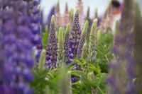 235 - Lake Tekapo &ndash; &copy; Vivien Fiedler (Eberhardt TRAVEL)