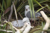 258 - Royal Albatross Colony &ndash; &copy; Vivien Fiedler (Eberhardt TRAVEL)