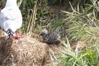 260 - Royal Albatross Colony &ndash; &copy; Vivien Fiedler (Eberhardt TRAVEL)