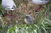 263 - Royal Albatross Colony &ndash; &copy; Vivien Fiedler (Eberhardt TRAVEL)