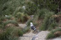 273 - Royal Albatross Colony &ndash; &copy; Vivien Fiedler (Eberhardt TRAVEL)