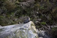 372 - Milford Sound &ndash; &copy; Vivien Fiedler (Eberhardt TRAVEL)