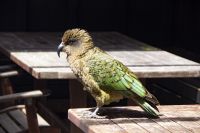 418 - Kea am Arthur Pass &ndash; &copy; Vivien Fiedler (Eberhardt TRAVEL)
