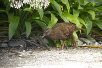 427 - Weka &ndash; &copy; Vivien Fiedler (Eberhardt TRAVEL)