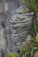 428 - Pancake Rocks &ndash; &copy; Vivien Fiedler (Eberhardt TRAVEL)