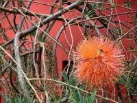 Grevillea, Flower Dome Singapur &ndash; &copy; Simone Willner (Eberhardt TRAVEL)