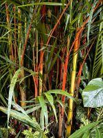 Lippenstiftpalmen verdanken ihren Namen der roten Farbe der Stiele, Botanischer Garten &ndash; &copy; Simone Willner (Eberhardt TRAVEL)