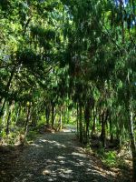 Waipoua Wald, Urwald Neuseelands &ndash; &copy; Simone Willner (Eberhardt TRAVEL)
