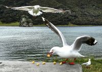 Möwe Nimmersatt &ndash; &copy; Simone Willner (Eberhardt TRAVEL)