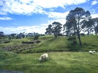 Kurz vor Hobbiton &ndash; &copy; Simone Willner (Eberhardt TRAVEL)