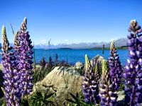 Die Lupinen blühen am Lake Tekapo &ndash; &copy; Simone Willner (Eberhardt TRAVEL)
