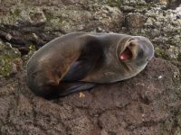 Robbe in Dunedin &ndash; &copy; Simone Willner (Eberhardt TRAVEL)