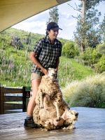 Ein Schaf wird geschoren, Ausflug mit der TSS Earnslaw &ndash; &copy; Simone Willner (Eberhardt TRAVEL)