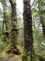 Im Regenwald auf der Strecke nach Fox &ndash; &copy; Simone Willner (Eberhardt TRAVEL)