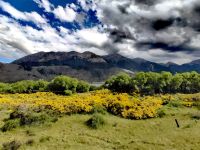 Der Ginster blüht  &ndash; &copy; Simone Willner (Eberhardt TRAVEL)